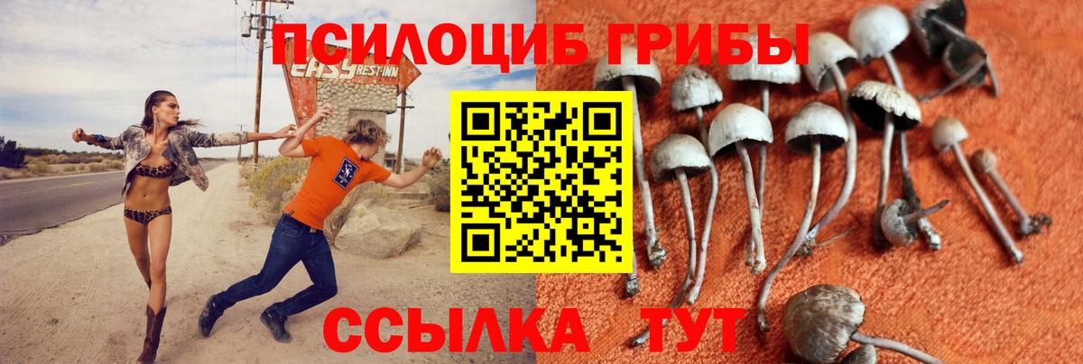 Галлюциногенные грибы Psilocybe Магадан